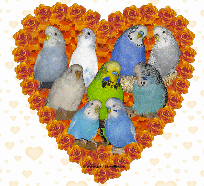 oiseaux-zoo-coeur.png